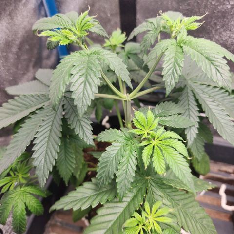 WC #4 growlog timeline photo