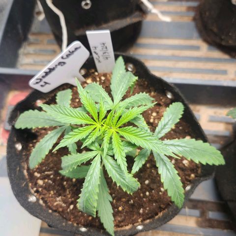 WC #4 growlog timeline photo