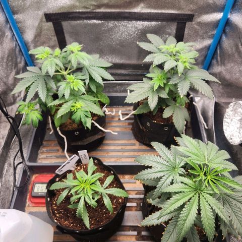 WC #4 growlog timeline photo