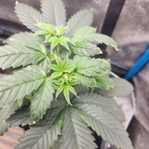 WC #4 growlog timeline photo