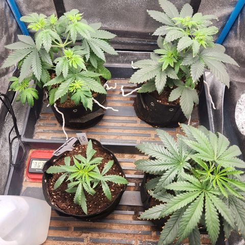 WC #4 growlog timeline photo