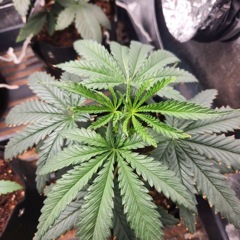 WC #4 growlog timeline photo