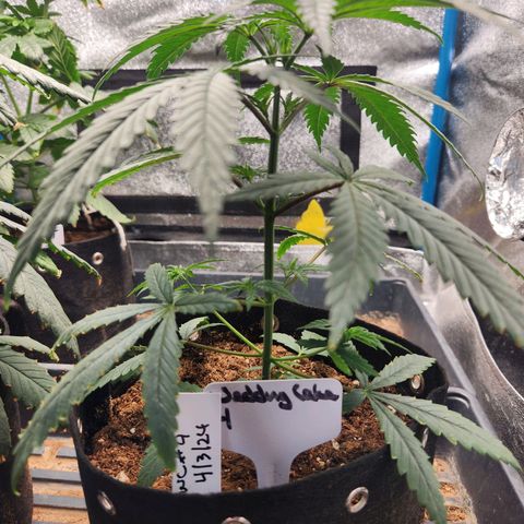 WC #4 growlog timeline photo
