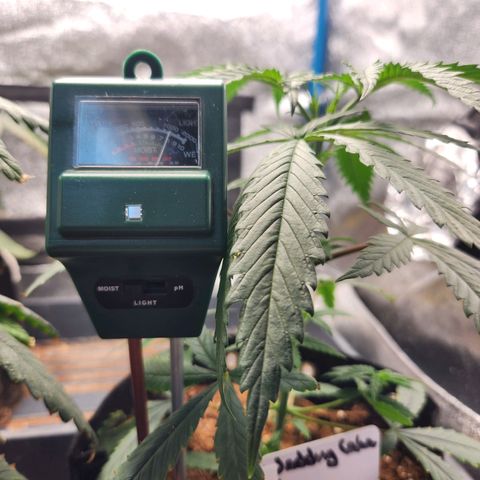 WC #4 growlog timeline photo