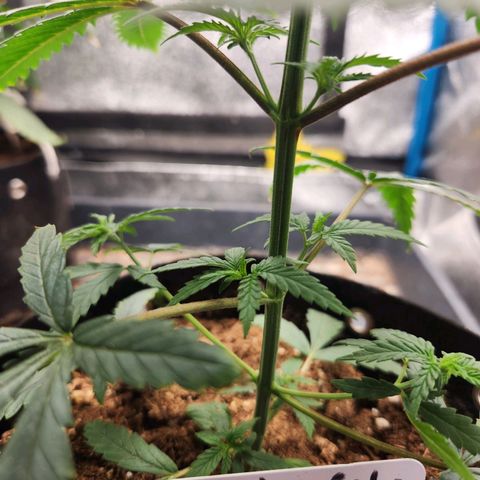 WC #4 growlog timeline photo