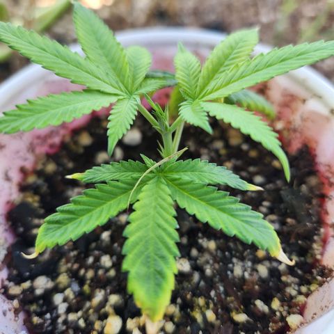 Clone 1 2024 growlog timeline photo