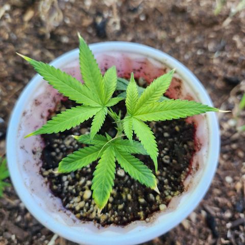 Clone 1 2024 growlog timeline photo