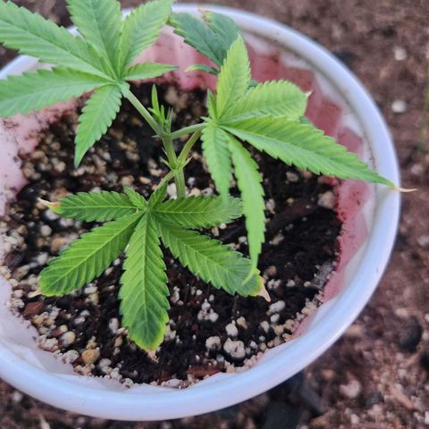Clone 1 2024 growlog timeline photo