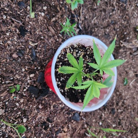 Clone 1 2024 growlog timeline photo
