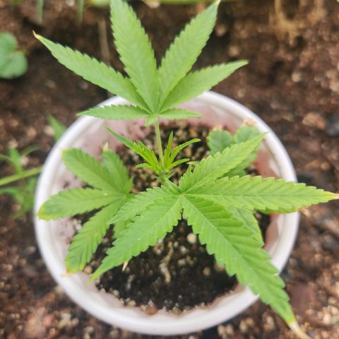 Clone 1 2024 growlog timeline photo
