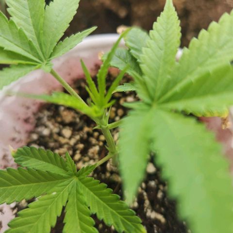 Clone 1 2024 growlog timeline photo