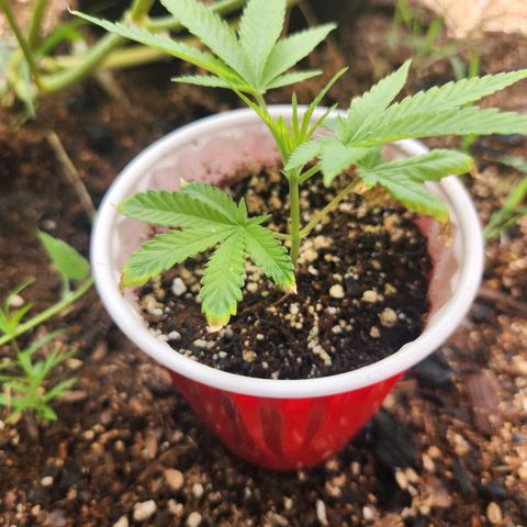 Clone 1 2024 growlog timeline photo