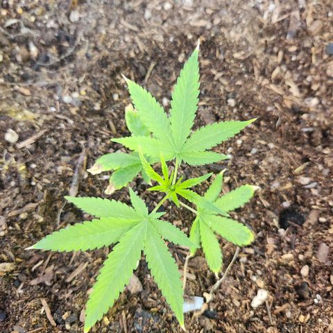 Clone 1 2024 growlog timeline photo