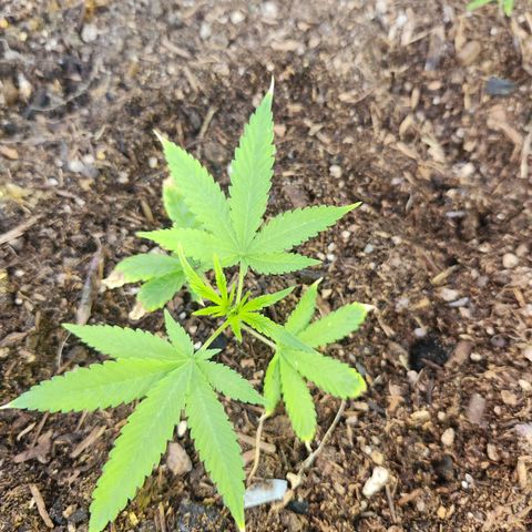Clone 1 2024 growlog timeline photo