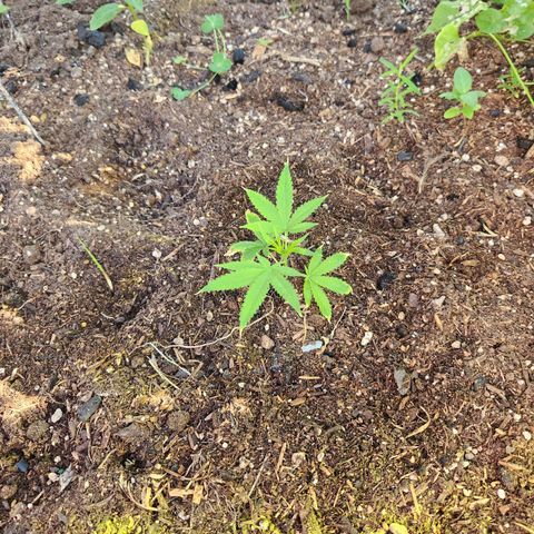 Clone 1 2024 growlog timeline photo
