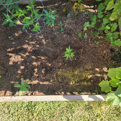 Clone 1 2024 growlog timeline photo