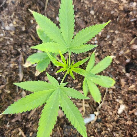 Clone 1 2024 growlog timeline photo