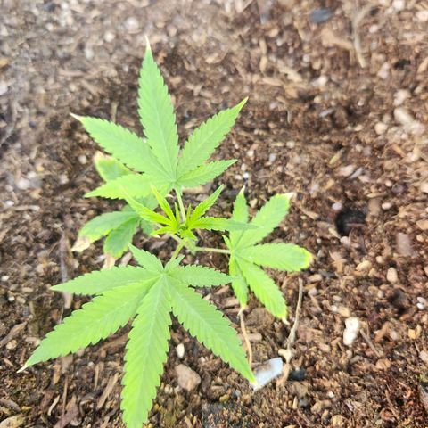 Clone 1 2024 growlog timeline photo