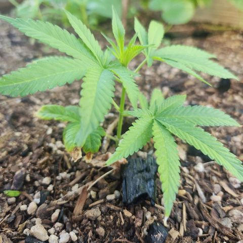 Clone 1 2024 growlog timeline photo
