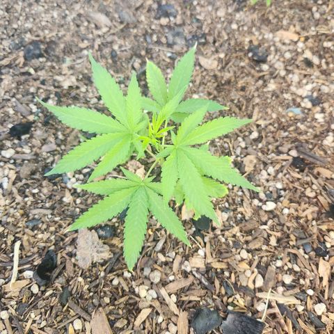 Clone 1 2024 growlog timeline photo