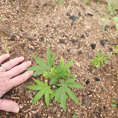 Clone 1 2024 growlog timeline photo