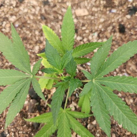 Clone 1 2024 growlog timeline photo