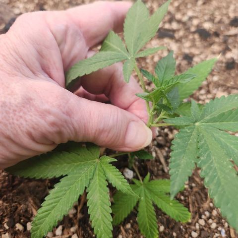 Clone 1 2024 growlog timeline photo