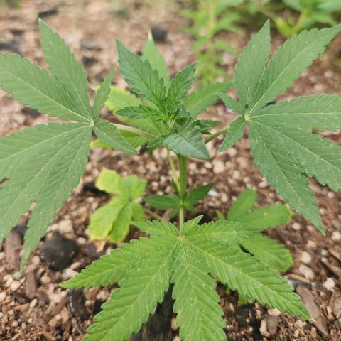 Clone 1 2024 growlog timeline photo