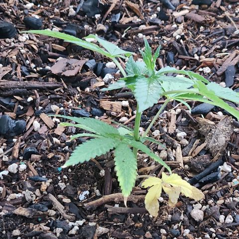 Clone 1 2024 growlog photo: Rained last night 