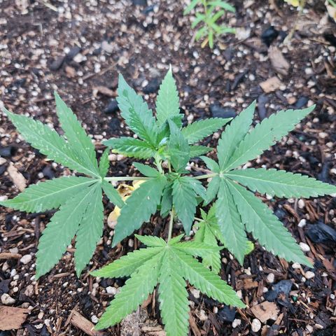 Clone 1 2024 growlog photo: Rained last night 