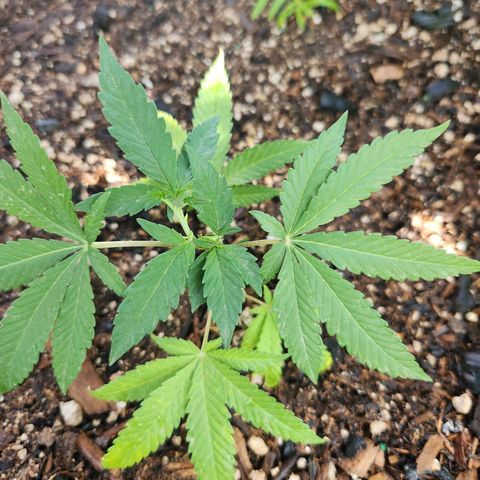 Clone 1 2024 growlog timeline photo