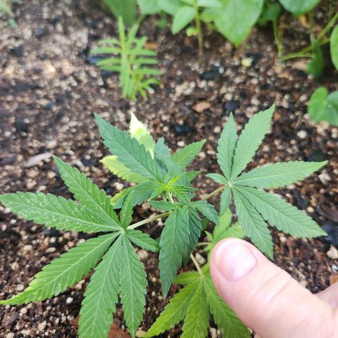 Clone 1 2024 growlog timeline photo