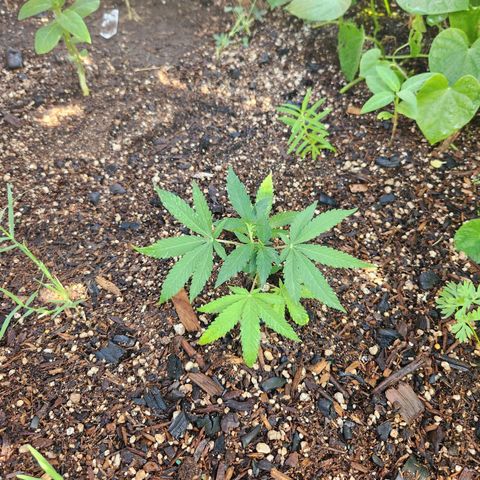 Clone 1 2024 growlog timeline photo