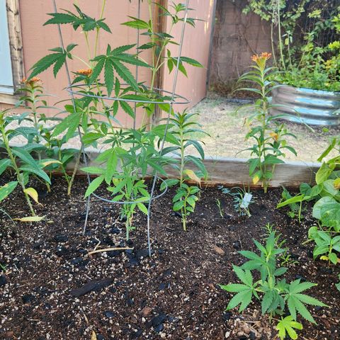 Clone 1 2024 growlog timeline photo