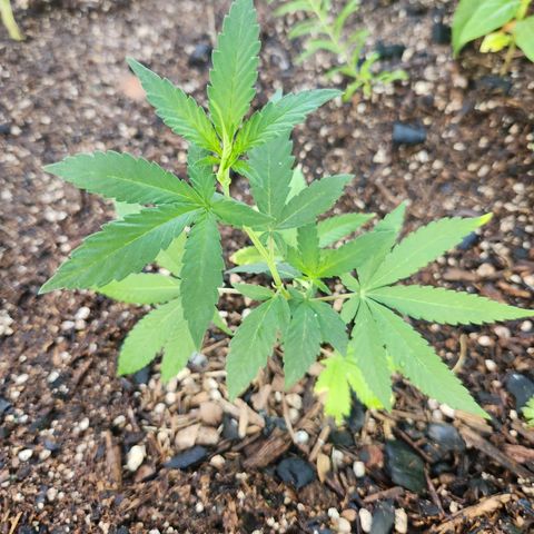 Clone 1 2024 growlog timeline photo