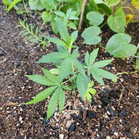Clone 1 2024 growlog timeline photo