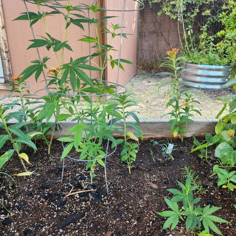 Clone 1 2024 growlog timeline photo