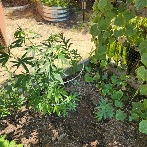 Clone 1 2024 growlog timeline photo