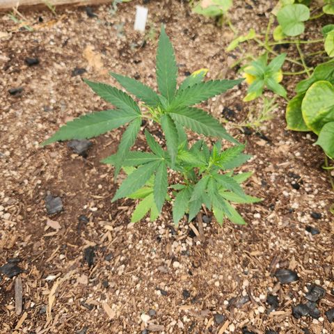 Clone 1 2024 growlog timeline photo
