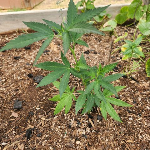 Clone 1 2024 growlog timeline photo