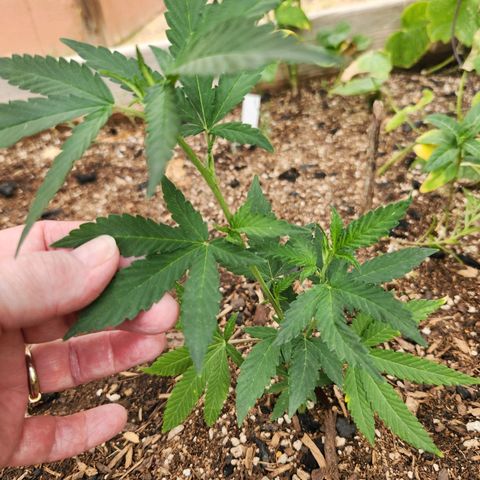 Clone 1 2024 growlog timeline photo