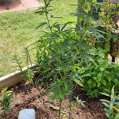 Clone 1 2024 growlog timeline photo