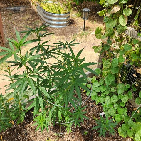 Clone 1 2024 growlog timeline photo