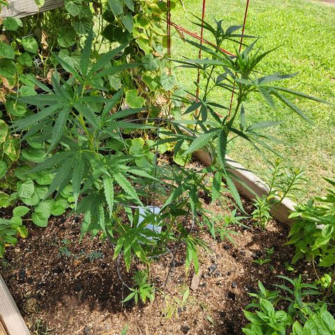 Clone 1 2024 growlog timeline photo
