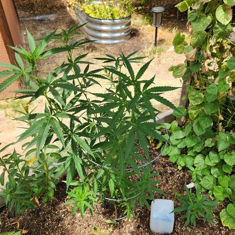 Clone 1 2024 growlog timeline photo