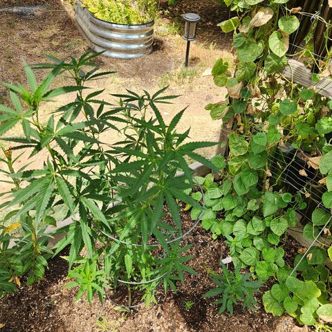 Clone 1 2024 growlog timeline photo