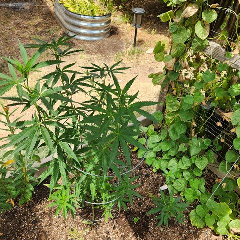 Clone 1 2024 growlog timeline photo