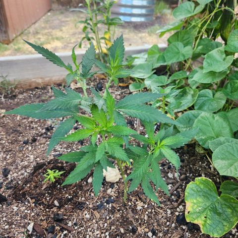 Clone 1 2024 growlog timeline photo