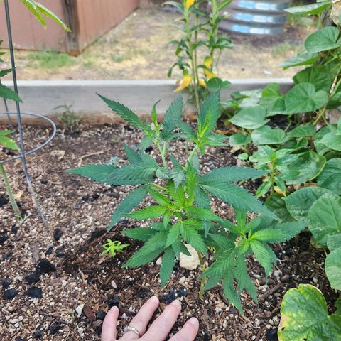Clone 1 2024 growlog timeline photo