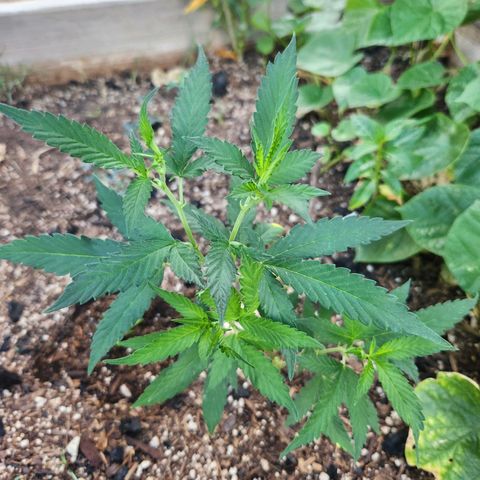Clone 1 2024 growlog timeline photo